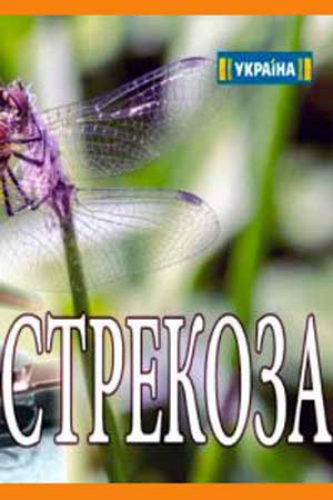 Стрекоза смотреть онлайн